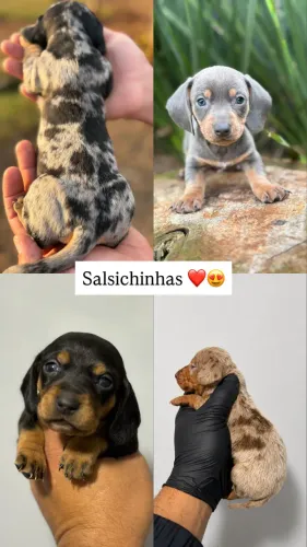 filhotes dachshund l salsichinhas