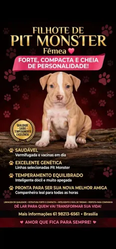 Filhotes de pit monster femea 