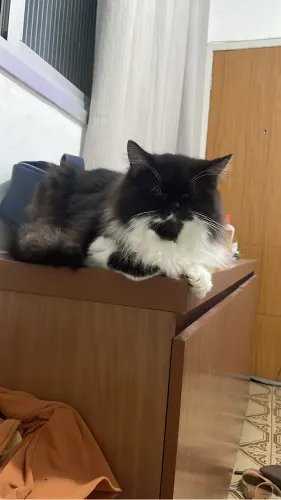 Persa Pet Linda quer um namorado