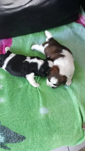 Vendo filhotes de cachorro Shitzu 