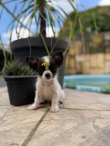 Chihuahua Miniatura