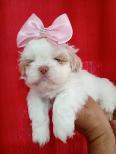 Filhotes Shih Tzu Fêmeas a Pronta Entrega