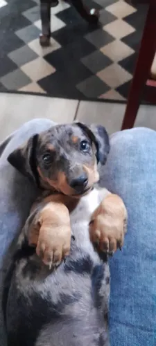 Dachshund/Salsicha Miniatura Merle Arlequim - Filhote Macho
