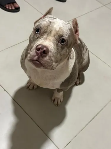 American bully fêmea pedegrre , microchipado 