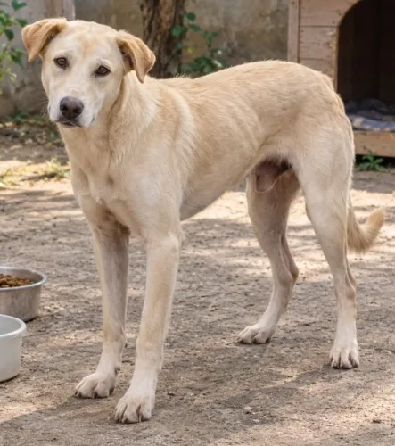 DOAÇÃO Responsável: Cão amigo jovem e protetor (1 ano)