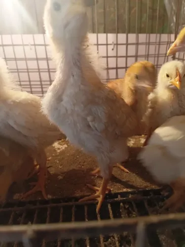 Galinhas .Vendo um lote de pintinhos