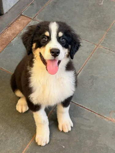 Cachorro Bernese