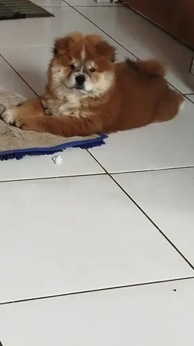 Vendo chowchow fêmea 
