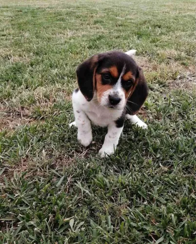 Beagle filhote lindo 