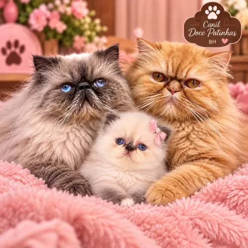 Filhote de gato persa fêmea