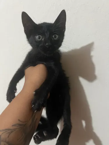 Adoção de gatinha