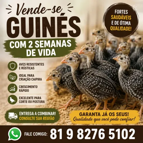 Filhotes Guiné 3 semanas 