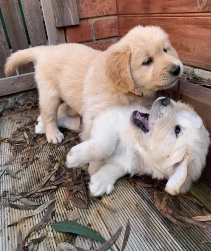 Golden retriever filhote amoroso