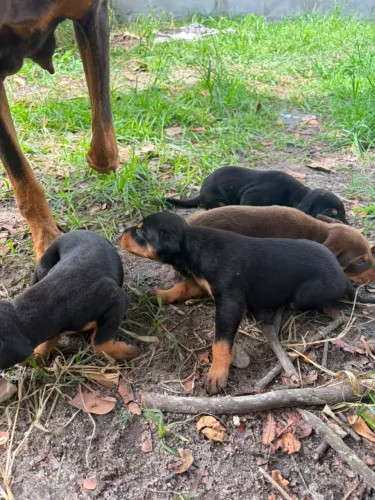 Filhotes Doberman?