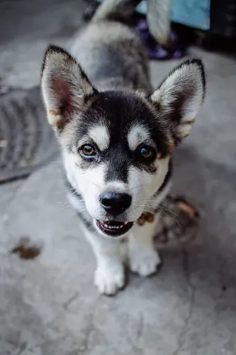 Filhotes de Husky Siberiano Disponíveis ?