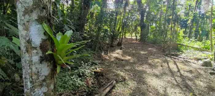 Área à venda no bairro Vila das Palmeiras - Morretes/PR, Urbana