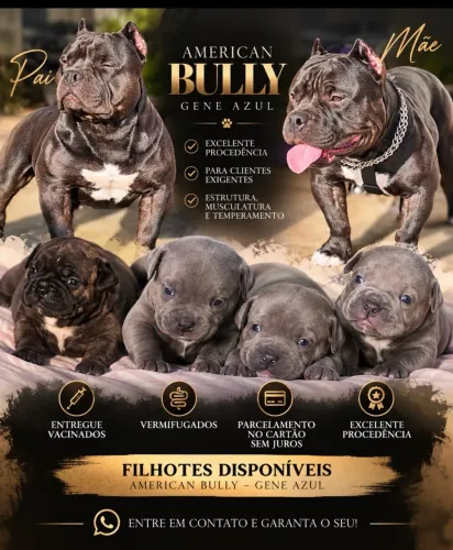 American bully genética azul