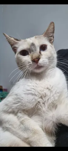Linda gatinha pra adoção responsável. 
