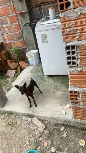 Pinscher número 1 aceito proposta 