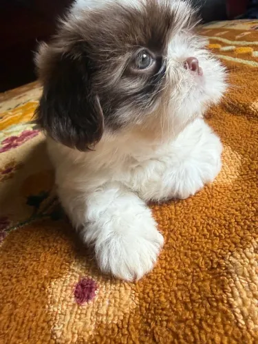 Filhote shihtzu