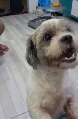 Vendo Shih Tzu