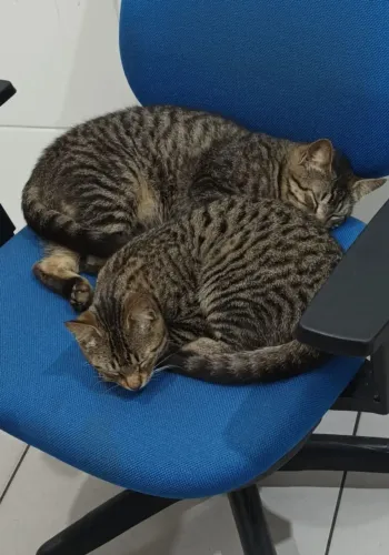 Casal de irmãos para adoção responsável 