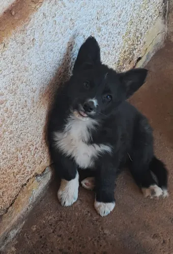 Bolder collie