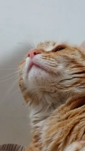 Doação Gatinha