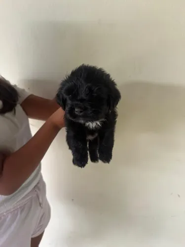 Vendo cachorro