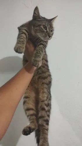 Filhote de gato (raça bengal com angorá)