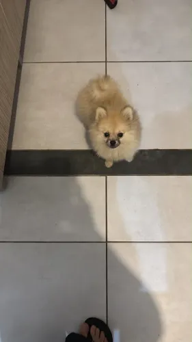 Spitz machinho