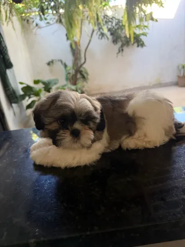 Shihtzu