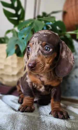  Filhotes de Teckel. Com Pedigree. Maravilhosos!!