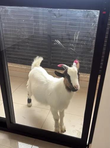 Vendo mini cabra macho
