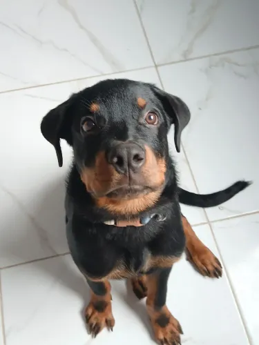 Vende - se filhote de rottweiler