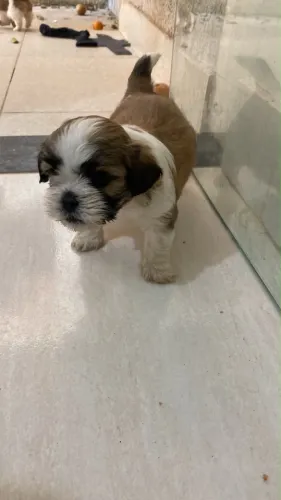 Shih Tzu