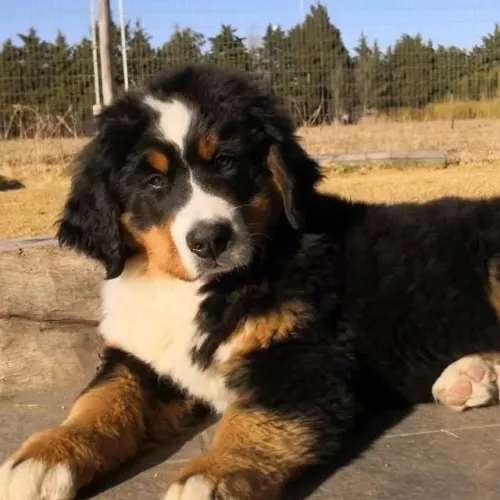 Filhotes de Bernese | Filhotes cheios de vida e carinho!