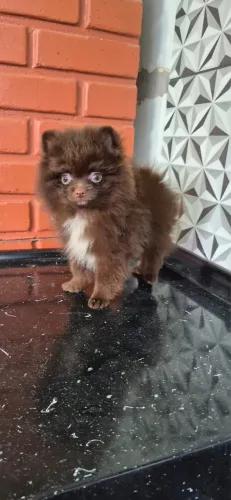 Lulu da pomeranea com 50 dias vacinado