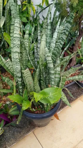 Desapego de planta