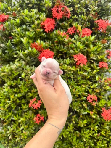 Filhotes de chihuahuas