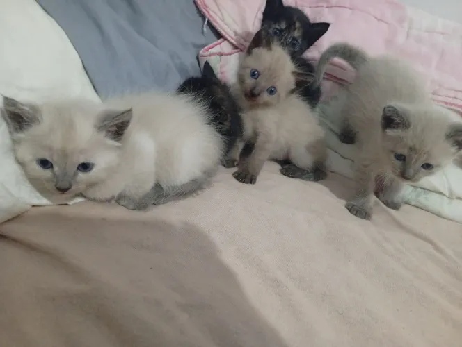 Doação de cinco gatinhos ciamezes