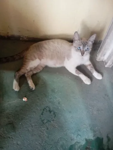 Doação de gatinhos