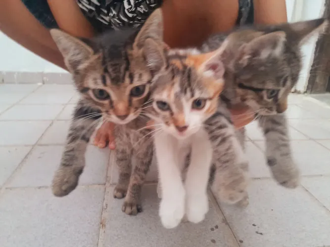 Doação de gatos