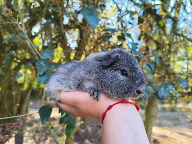 Porquinho da índia