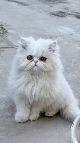 Gata persa fêmea filhote