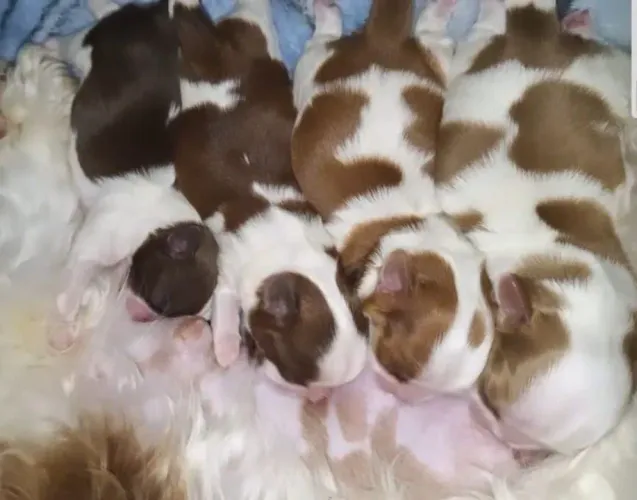 Mini shihtzu femea 1200