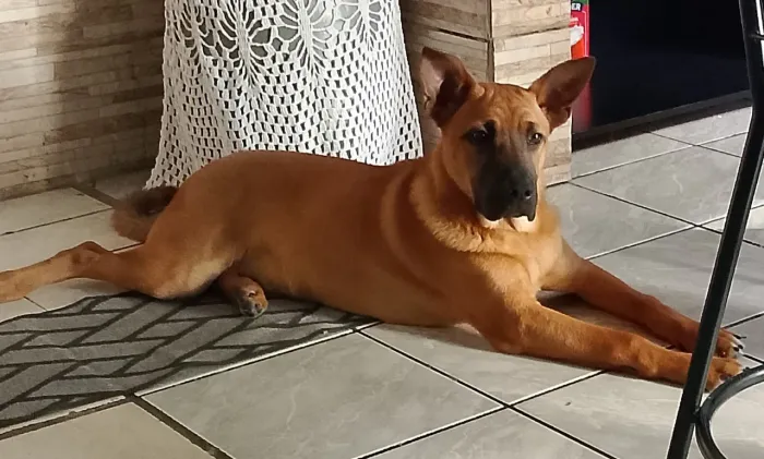 Doação cachorro