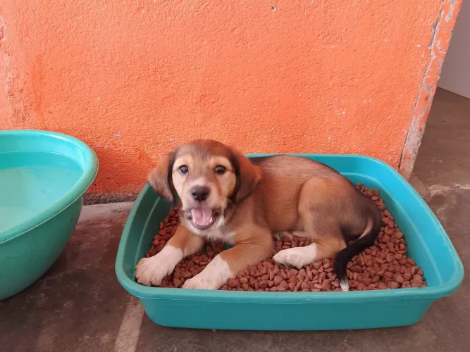 Cachorra para doação 