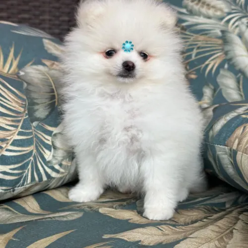 Vende se lulu da Pomerânia