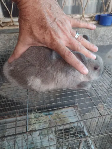 Lindo Coelho Anão Netherlandes.
